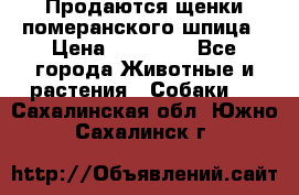 Продаются щенки померанского шпица › Цена ­ 45 000 - Все города Животные и растения » Собаки   . Сахалинская обл.,Южно-Сахалинск г.